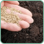 Do-I-need to put down new soil 1