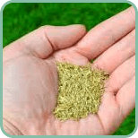 How-Do-I Plant Grass Seed 1