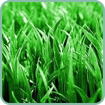 When-is-my grass going to start to grow 1